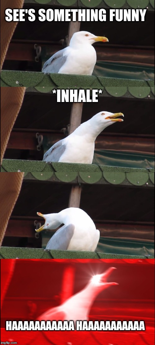 Inhaling Seagull | SEE'S SOMETHING FUNNY; *INHALE*; HAAAAAAAAAAA HAAAAAAAAAAA | image tagged in memes,inhaling seagull | made w/ Imgflip meme maker