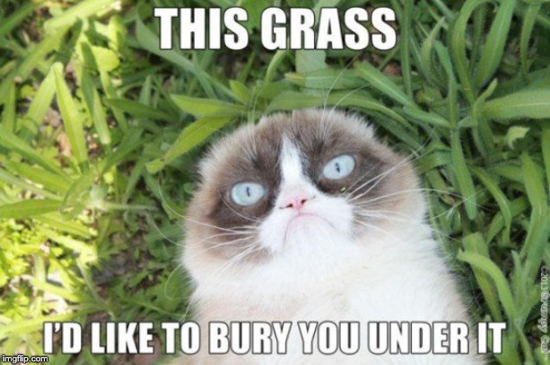 image tagged in grumpy cat,cats,grass | made w/ Imgflip meme maker
