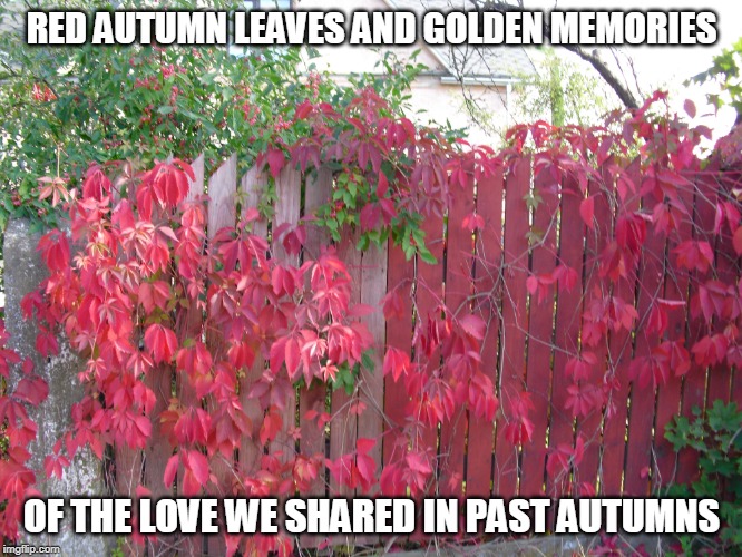 Red Autumn Leaves | RED AUTUMN LEAVES AND GOLDEN MEMORIES; OF THE LOVE WE SHARED IN PAST AUTUMNS | image tagged in autumn,autumn leaves,red autumn leaves | made w/ Imgflip meme maker