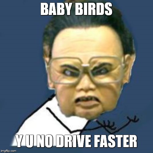 Kim Jong Il Y U No Meme | BABY BIRDS Y U NO DRIVE FASTER | image tagged in memes,kim jong il y u no | made w/ Imgflip meme maker