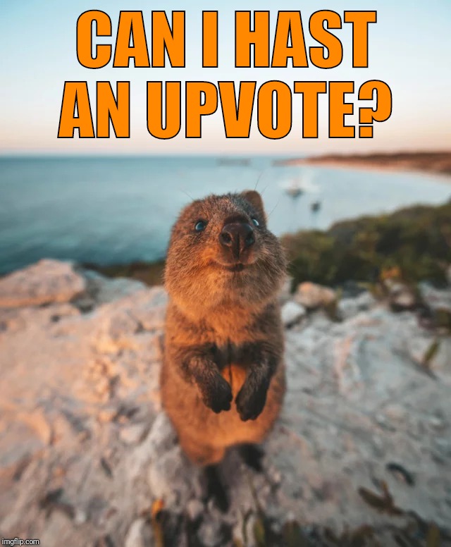 Please | CAN I HAST AN UPVOTE? | image tagged in cute critter,begging,upvotes,meanwhile on imgflip,your mom | made w/ Imgflip meme maker