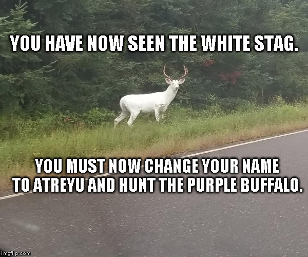 Side-Quest | YOU HAVE NOW SEEN THE WHITE STAG. YOU MUST NOW CHANGE YOUR NAME TO ATREYU AND HUNT THE PURPLE BUFFALO. | image tagged in side-quest,hate | made w/ Imgflip meme maker