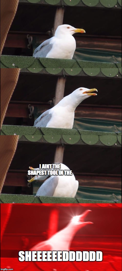 Inhaling Seagull Meme | I AINT THE SHAPEST TOOL IN THE SHEEEEEEDDDDDD | image tagged in memes,inhaling seagull | made w/ Imgflip meme maker