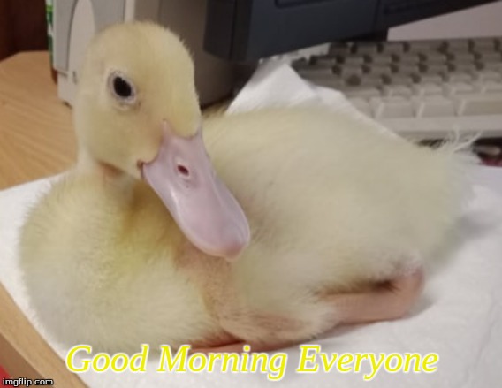 Good Morning everyone | Good Morning Everyone | image tagged in memes,ducklings,ducks,good morning,good morning ducks | made w/ Imgflip meme maker