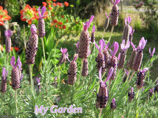 My Garden | My Garden | image tagged in memes,my garden,lavender | made w/ Imgflip meme maker