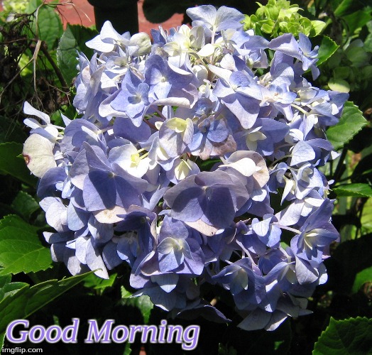Good Morning | Good Morning | image tagged in memes,flowers,good morning,good morning flowers | made w/ Imgflip meme maker