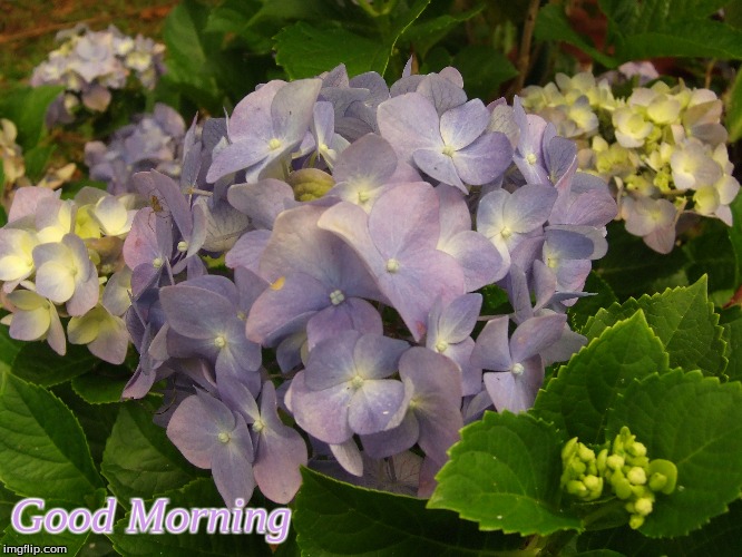 Good Morning | Good Morning | image tagged in memes,flowers,good morning,good morning flowers | made w/ Imgflip meme maker