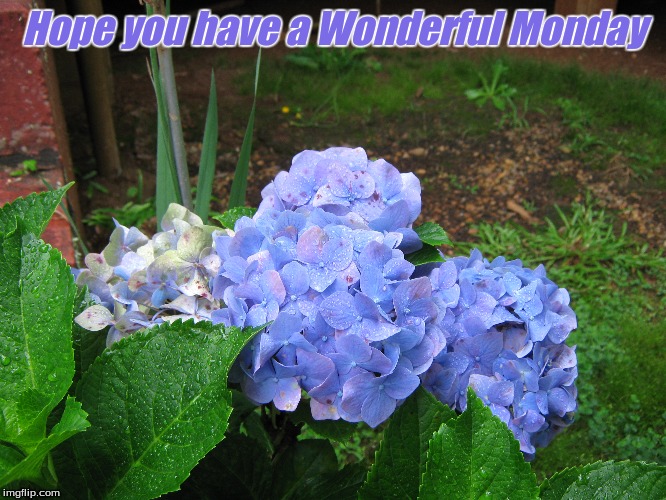 Hope you have a Wonderful Monday | Hope you have a Wonderful Monday | image tagged in memes,flowers,monday | made w/ Imgflip meme maker