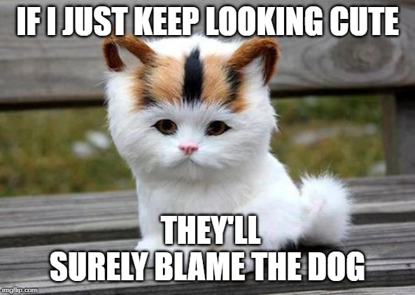 cute cat | IF I JUST KEEP LOOKING CUTE; THEY'LL SURELY BLAME THE DOG | image tagged in cat | made w/ Imgflip meme maker