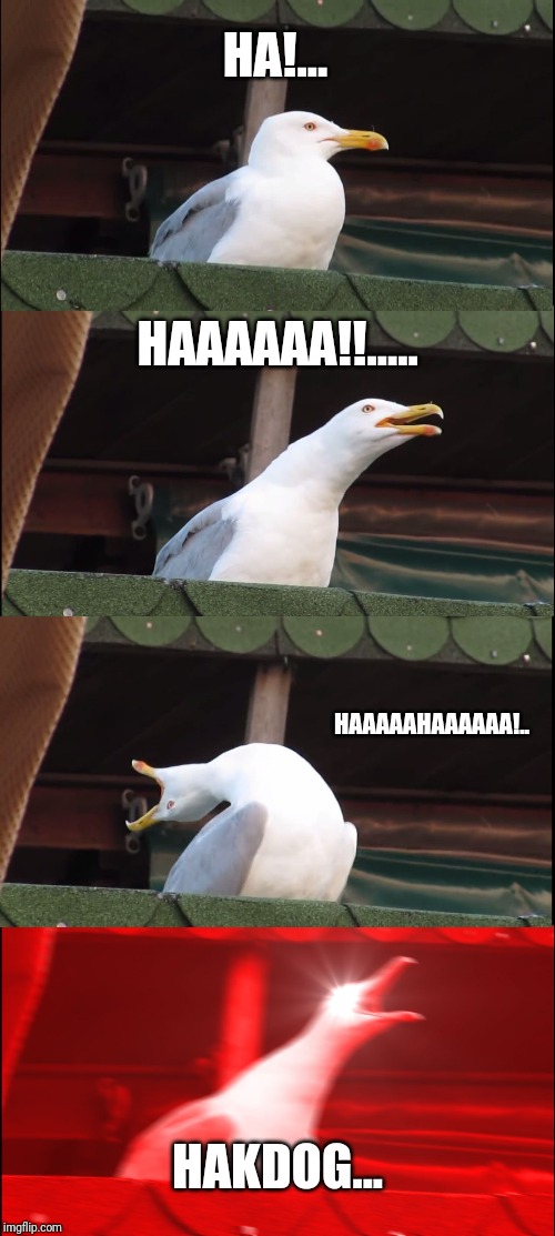 Inhaling Seagull Meme | HA!... HAAAAAA!!..... HAAAAAHAAAAAA!.. HAKDOG... | image tagged in memes,inhaling seagull | made w/ Imgflip meme maker