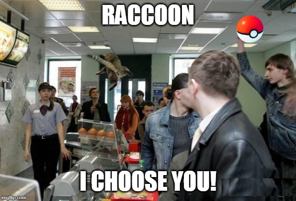 ZIGZAGOON | RACCOON; I CHOOSE YOU! | image tagged in pokemon,funny pokemon | made w/ Imgflip meme maker