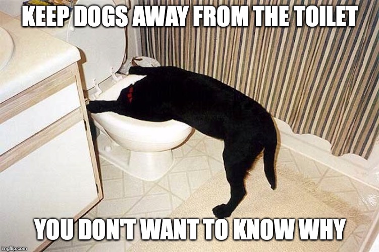 Dog Drinking From Toliet | KEEP DOGS AWAY FROM THE TOILET; YOU DON'T WANT TO KNOW WHY | image tagged in dog,toliet,memes | made w/ Imgflip meme maker
