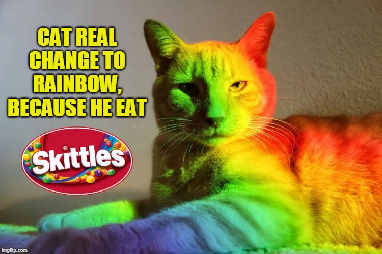 Skittles WTF meme! | CAT REAL CHANGE TO RAINBOW, BECAUSE HE EAT | image tagged in cats,funny,wtf,rainbow,skittles,eating | made w/ Imgflip meme maker