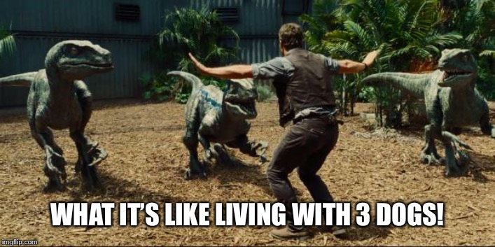 Jurassic world | WHAT IT’S LIKE LIVING WITH 3 DOGS! | image tagged in jurassic world | made w/ Imgflip meme maker