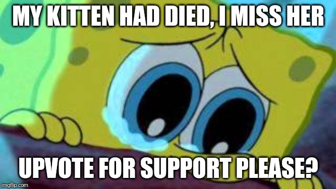 R.I.P. my kitten |  MY KITTEN HAD DIED, I MISS HER; UPVOTE FOR SUPPORT PLEASE? | image tagged in sad spongebob | made w/ Imgflip meme maker