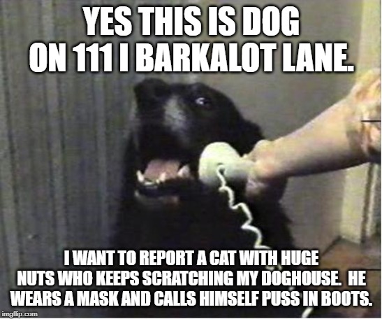 Yes this is dog | YES THIS IS DOG ON 111 I BARKALOT LANE. I WANT TO REPORT A CAT WITH HUGE NUTS WHO KEEPS SCRATCHING MY DOGHOUSE.  HE WEARS A MASK AND CALLS HIMSELF PUSS IN BOOTS. | image tagged in yes this is dog | made w/ Imgflip meme maker