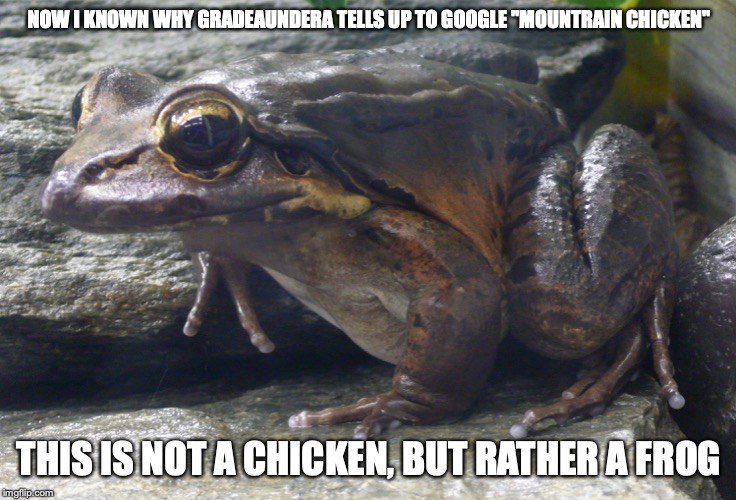 Mountain Chicken | NOW I KNOWN WHY GRADEAUNDERA TELLS UP TO GOOGLE "MOUNTRAIN CHICKEN"; THIS IS NOT A CHICKEN, BUT RATHER A FROG | image tagged in mountain chicken,animals,memes,gradeaundera,youtube | made w/ Imgflip meme maker