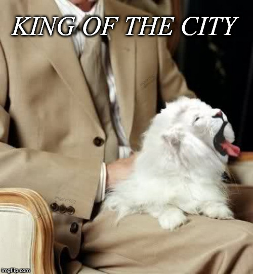 Happy Caturday | KING OF THE CITY | image tagged in cat,caturday,lion,king,city,kingdom | made w/ Imgflip meme maker