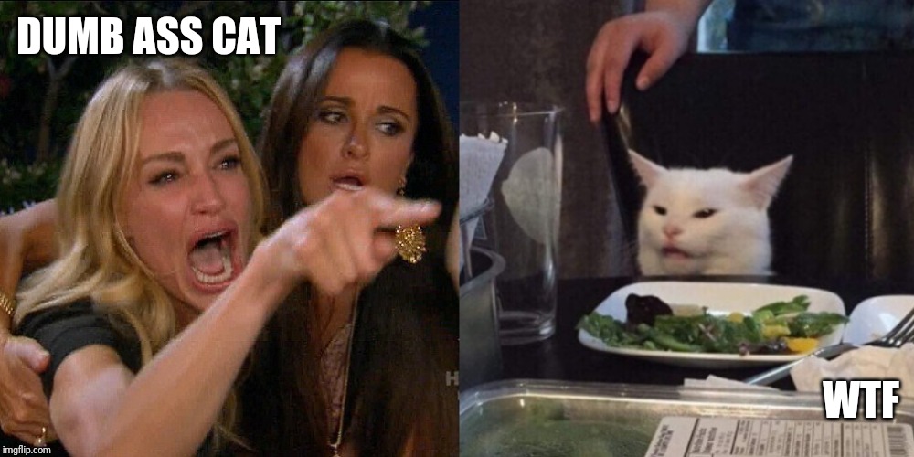 Woman yelling at cat | DUMB ASS CAT; WTF | image tagged in woman yelling at cat | made w/ Imgflip meme maker