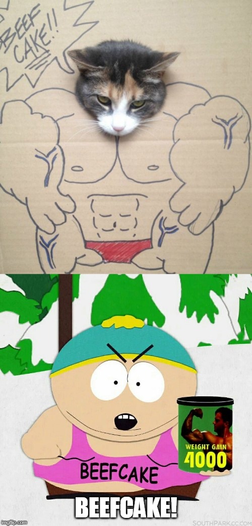 BEEFCAT | BEEFCAKE! | image tagged in cats,funny cats,south park | made w/ Imgflip meme maker