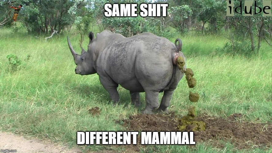 rhino poop | SAME SHIT DIFFERENT MAMMAL | image tagged in rhino poop | made w/ Imgflip meme maker