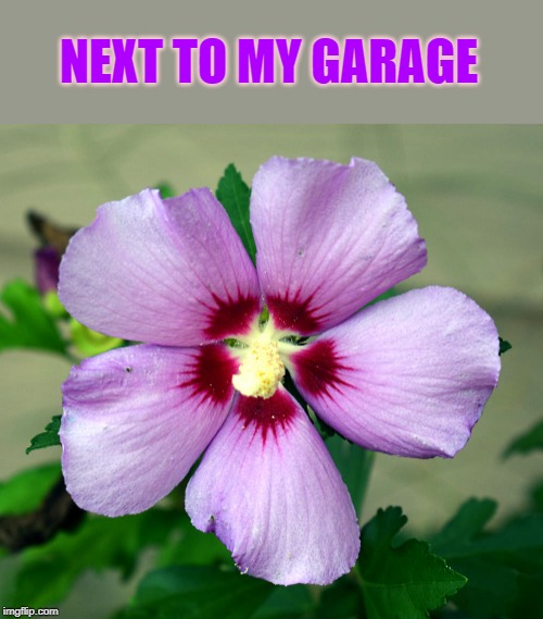 NEXT TO MY GARAGE | made w/ Imgflip meme maker