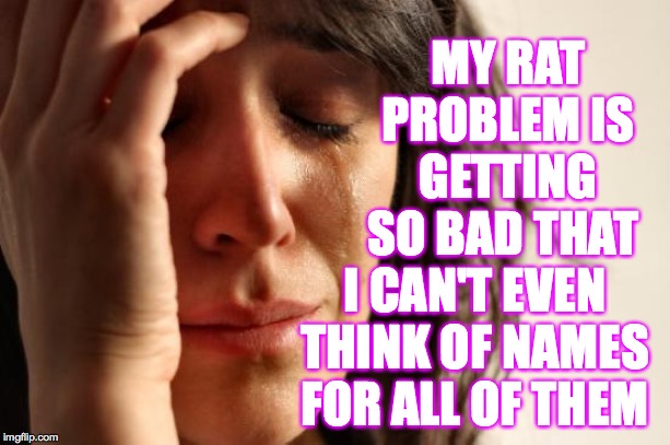 Rat problem. | MY RAT PROBLEM IS GETTING SO BAD THAT; I CAN'T EVEN THINK OF NAMES FOR ALL OF THEM | image tagged in memes,first world problems,rats | made w/ Imgflip meme maker