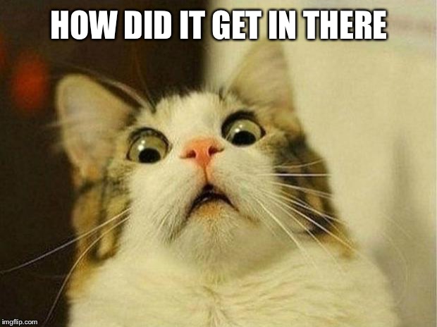 Scared Cat Meme | HOW DID IT GET IN THERE | image tagged in memes,scared cat | made w/ Imgflip meme maker