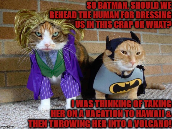 KILL THE HUMAN | SO BATMAN, SHOULD WE BEHEAD THE HUMAN FOR DRESSING US IN THIS CRAP OR WHAT? I WAS THINKING OF TAKING HER ON A VACATION TO HAWAII & THEN THROWING HER INTO A VOLCANO! | image tagged in kill the human | made w/ Imgflip meme maker