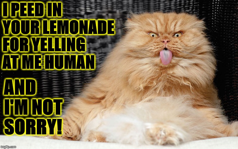 I PEED IN IT | I PEED IN YOUR LEMONADE FOR YELLING AT ME HUMAN; AND I'M NOT SORRY! | image tagged in i peed in it | made w/ Imgflip meme maker