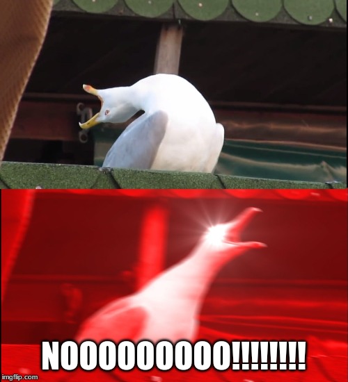 Screaming bird | NOOOOOOOOO!!!!!!!! | image tagged in screaming bird | made w/ Imgflip meme maker