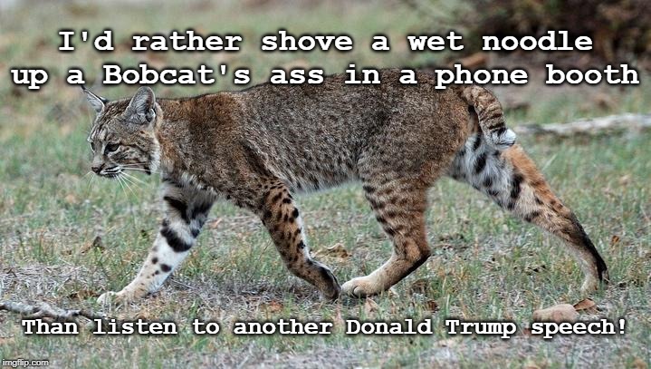 Things I'd Rather do than Trump | I'd rather shove a wet noodle up a Bobcat's ass in a phone booth; Than listen to another Donald Trump speech! | image tagged in donald trump,bobcat,dump trump | made w/ Imgflip meme maker
