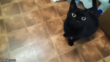 Can I have some mum | image tagged in gifs,cats,funny cats | made w/ Imgflip video-to-gif maker