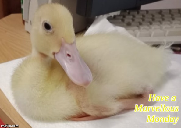 Have a Marvellous Monday | Have a 
Marvellous
Monday | image tagged in memes,ducklings,monday,ducks | made w/ Imgflip meme maker