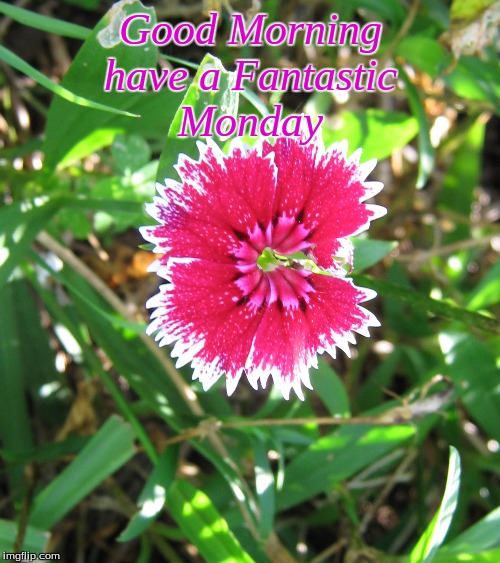Good morning | Good Morning
have a Fantastic
Monday | image tagged in memes,flowers,good morning,good morning flowers | made w/ Imgflip meme maker