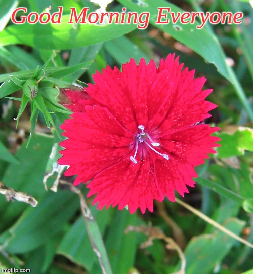 Good morning | Good Morning Everyone | image tagged in memes,flowers,good morning,good morning flowers | made w/ Imgflip meme maker