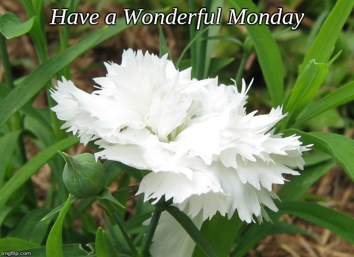 Have a Wonderful Monday | made w/ Imgflip meme maker