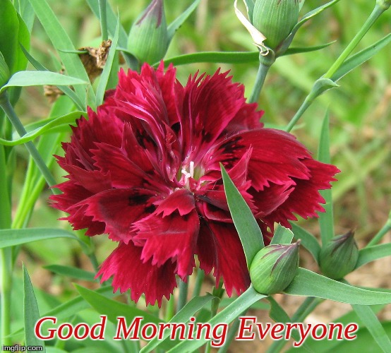 Good Morning | Good Morning Everyone | image tagged in memes,flowers,good morning,good morning flowers | made w/ Imgflip meme maker