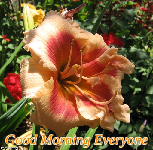 Good Morning | Good Morning Everyone | image tagged in memes,flowers,good morning flowers,good morning | made w/ Imgflip meme maker