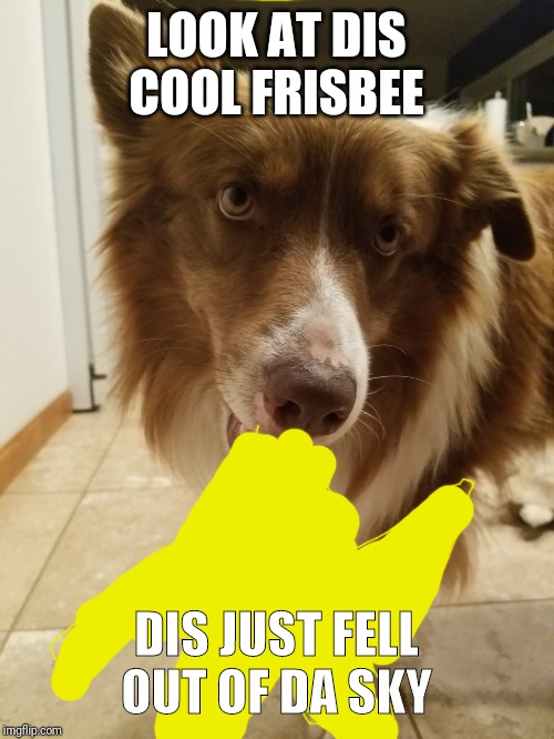 GOOD BOY | LOOK AT DIS COOL FRISBEE; DIS JUST FELL OUT OF DA SKY | image tagged in good boy | made w/ Imgflip meme maker