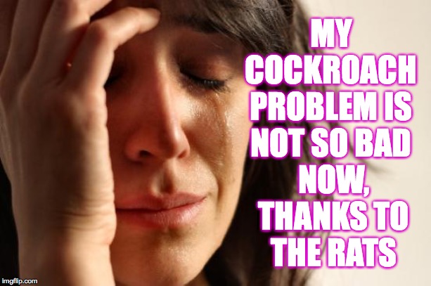 Cockroach problem. | MY COCKROACH PROBLEM IS NOT SO BAD; NOW, THANKS TO THE RATS | image tagged in memes,first world problems,aw rats,cockroaches | made w/ Imgflip meme maker