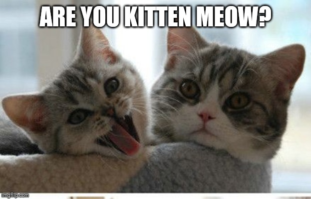 ARE YOU KITTEN MEOW? | made w/ Imgflip meme maker