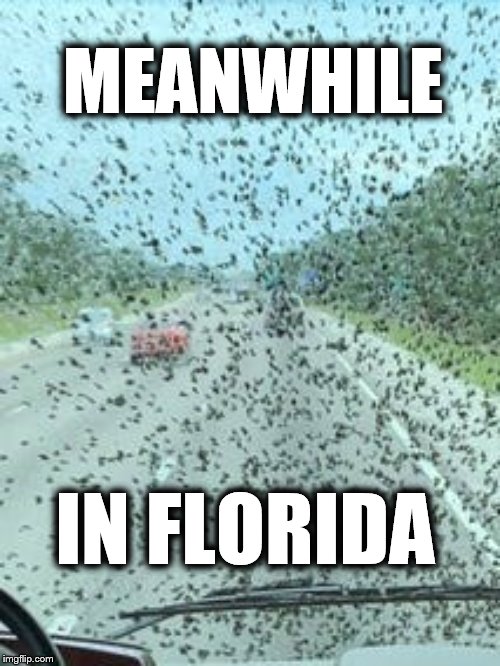 Meanwhile In Florida Lovebugs | MEANWHILE; IN FLORIDA | image tagged in florida,lovebugs,bugs,insects,summer,swarm | made w/ Imgflip meme maker