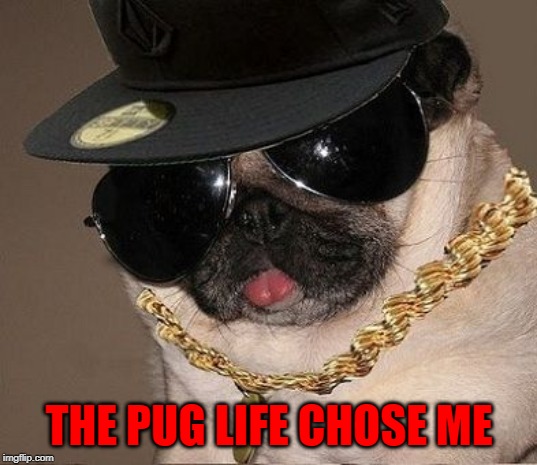 THE PUG LIFE CHOSE ME | made w/ Imgflip meme maker