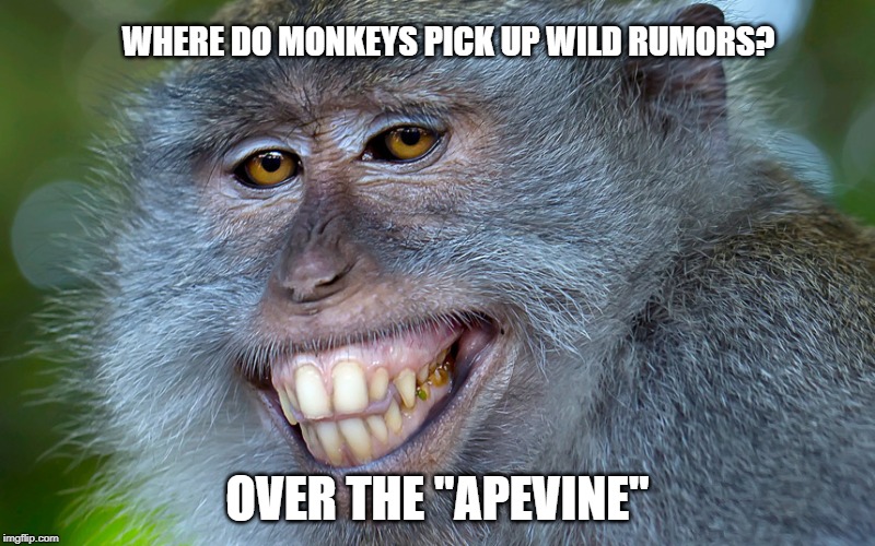 Over the apevine. | WHERE DO MONKEYS PICK UP WILD RUMORS? OVER THE "APEVINE" | image tagged in funny animals,monkey | made w/ Imgflip meme maker