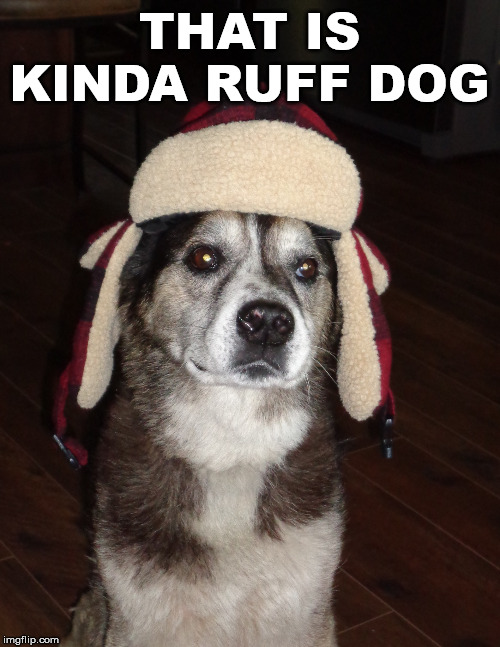 hunting dog | THAT IS KINDA RUFF DOG | image tagged in hunting dog | made w/ Imgflip meme maker