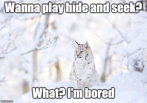 I'm bored | Wanna play hide and seek? What? I'm bored | image tagged in memes,funny memes,animals,bored | made w/ Imgflip meme maker