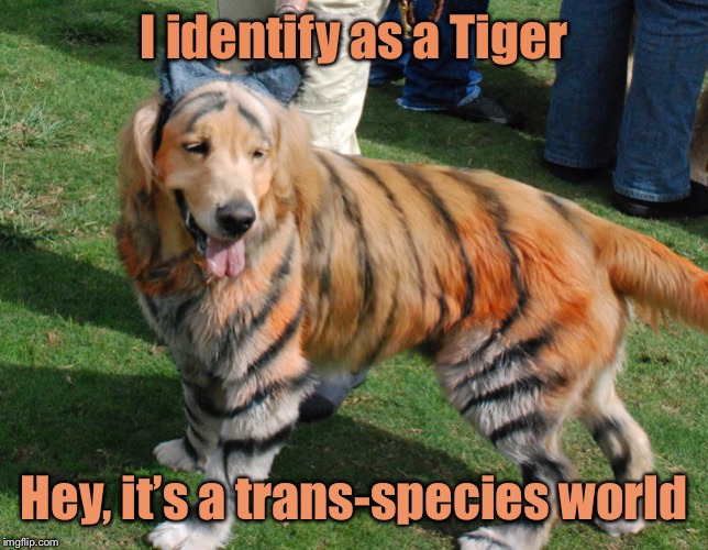 I identify as a Tiger; Hey, it’s a trans-species world | made w/ Imgflip meme maker