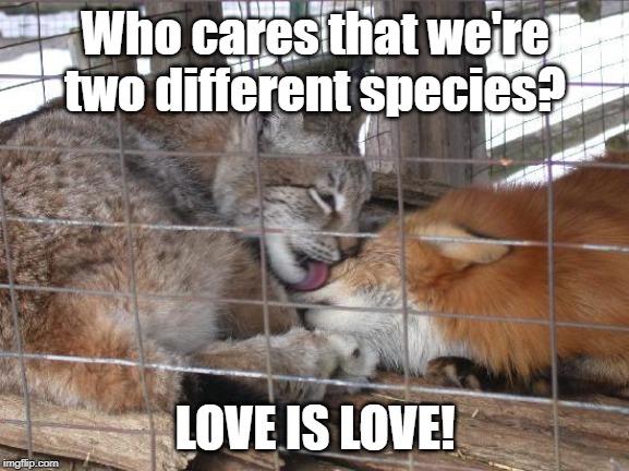 LOVE IS LOVE!!! | Who cares that we're two different species? LOVE IS LOVE! | image tagged in memes,animals,cute | made w/ Imgflip meme maker