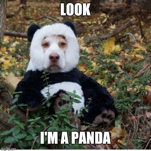 PANDOG | LOOK; I'M A PANDA | image tagged in panda,dogs | made w/ Imgflip meme maker